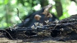 Arcyria cinerea image