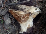 Hygrophorus subalpinus image
