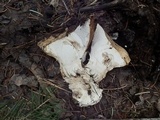 Hygrophorus subalpinus image