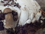 Hygrophorus marzuolus image