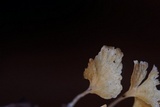 Cotylidia aurantiaca image