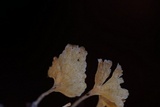 Cotylidia aurantiaca image