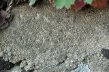 Aspicilia cuprea image
