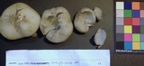 Sarcosphaera coronaria image