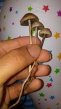 Panaeolus cinctulus image
