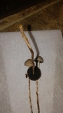 Panaeolus cinctulus image