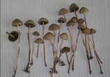 Panaeolus cinctulus image