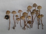 Panaeolus cinctulus image