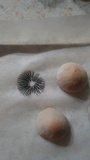 Panaeolus cinctulus image