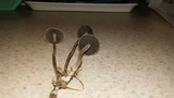Panaeolus cinctulus image