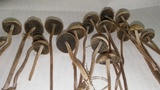 Panaeolus cinctulus image