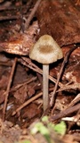 Entoloma flavoviride image