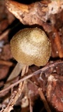 Entoloma flavoviride image