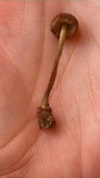 Entoloma flavoviride image