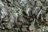 Dermatocarpon americanum image