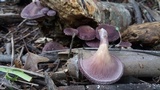 Panus lecomtei image