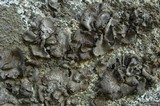 Dermatocarpon americanum image