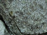 Dermatocarpon americanum image