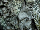 Dermatocarpon americanum image