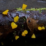 Guepiniopsis alpina image
