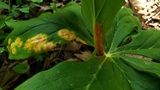 Allodus podophylli image