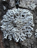 Physcia stellaris image