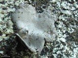 Dermatocarpon americanum image