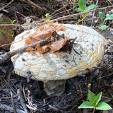 Amanita aprica image