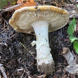 Amanita aprica image