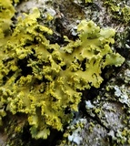 Xanthoria ulophyllodes image