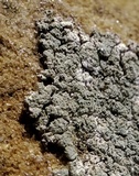 Rhymbocarpus neglectus image