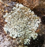 Lecanora muralis image