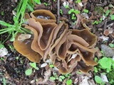 Peziza varia image