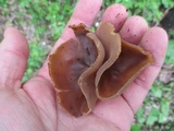 Peziza varia image
