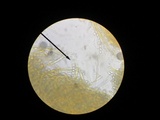 Peziza varia image