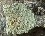 Lecanora muralis image