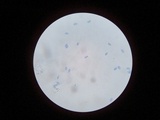 Peziza phyllogena image