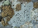 Lecidea tessellata image