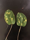 Puccinia sessilis image