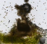 Puccinia sessilis image