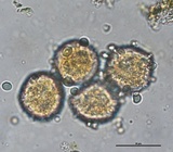 Puccinia sessilis image
