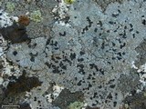 Lecidea tessellata image