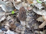 Morchella septentrionalis image