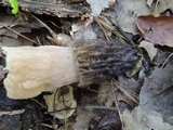 Morchella septentrionalis image