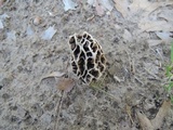 Morchella prava image