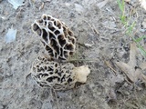 Morchella prava image