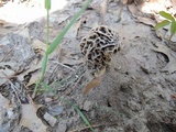 Morchella prava image