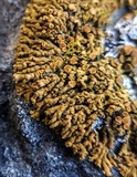 Xanthoria elegans image
