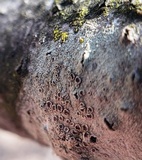 Lecanora hybocarpa image
