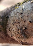 Lecanora hybocarpa image